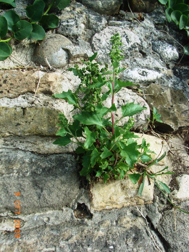 Chenopodium murale